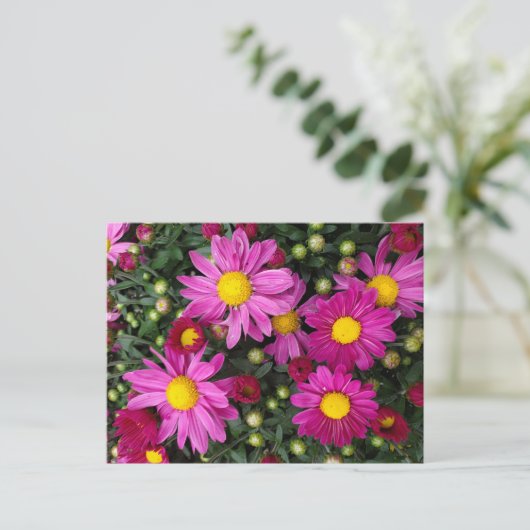 Mums ポストカード (スタンド正面)