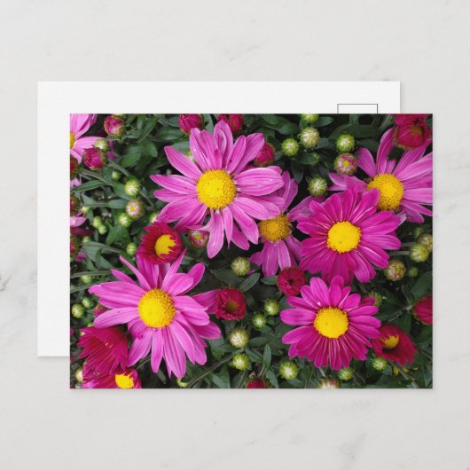 Mums ポストカード (正面/裏面)