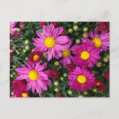 Mums ポストカード (正面)