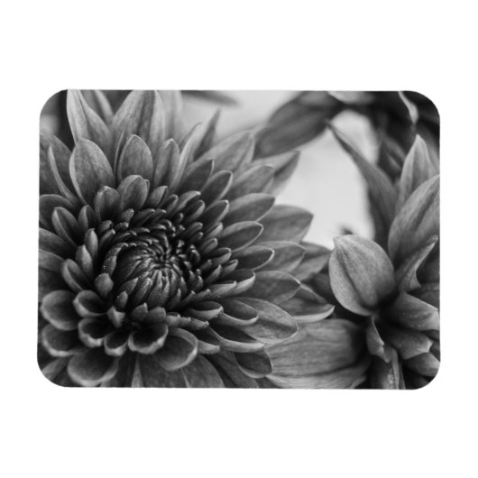 Mums マグネット (横)