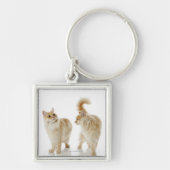 Munchkin猫 キーホルダー (正面)