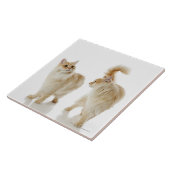 Munchkin猫 タイル (側面)