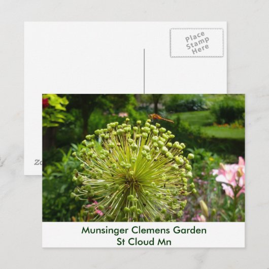 Munsingerの庭のトンボ ポストカード (正面/裏面)