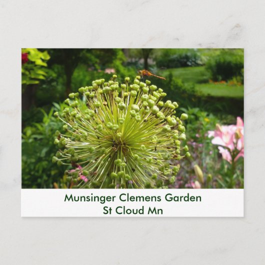 Munsingerの庭のトンボ ポストカード (正面)