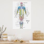 Muscle Anatomy Anterior View Chart ポスター (キッチン)