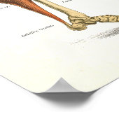 Muscle Anatomy Poster 24 X 36 ポスター (角)