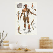 Muscle Anatomy Poster 24 X 36 ポスター (キッチン)