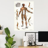 Muscle Anatomy Poster 24 X 36 ポスター (ホームオフィス)