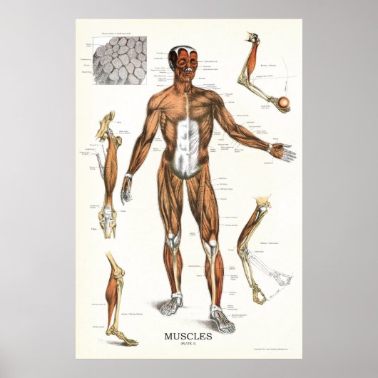 Muscle Anatomy Poster 24 X 36 ポスター (正面)