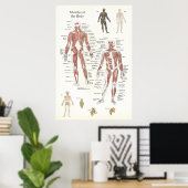 Muscle Anatomy Poster - Anterior and Posterior ポスター (ホームオフィス)