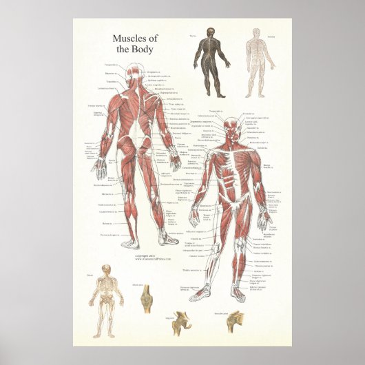 Muscle Anatomy Poster - Anterior and Posterior ポスター (正面)
