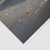 Muscle Car - Chevelle-ビーチのフロントデコップ 薄葉紙 (詳細)