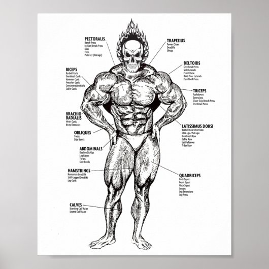 Muscle Chart And Exercise Guide - Bodybuilding Mot ポスター (正面)