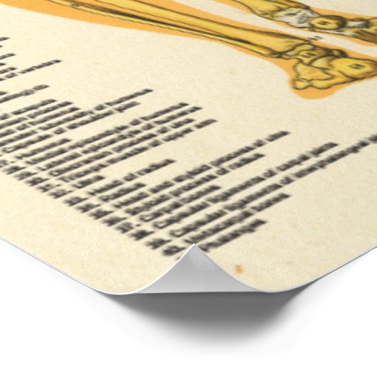 Muscle Skeleton Skeletal Anatomy Chart Posterior ポスター (角)