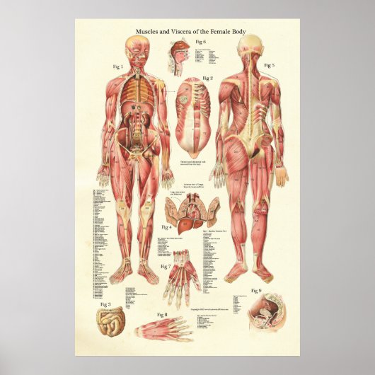 Muscles and Viscera of the Female Anatomy Poster ポスター (正面)