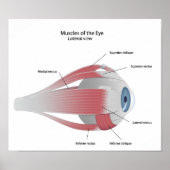 Muscles of the Eye Poster ポスター (正面)