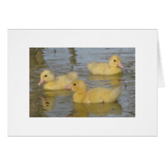 Muscovyの3日間の古い子ガモ