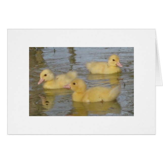 Muscovyの3日間の古い子ガモ (正面横)