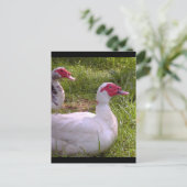 Muscovy Drakesのポストカード ポストカード (スタンド正面)