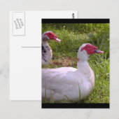 Muscovy Drakesのポストカード ポストカード (正面/裏面)