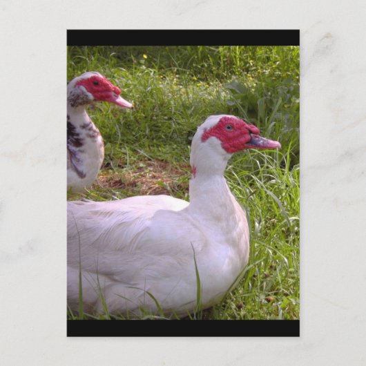 Muscovy Drakesのポストカード ポストカード (正面)