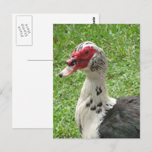 Muscovy Duckの写真 ポストカード (正面/裏面)