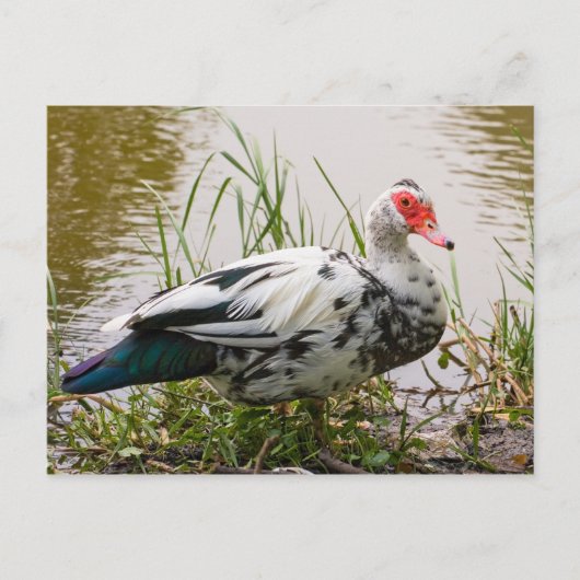 Muscovy Duckはがき ポストカード (正面)