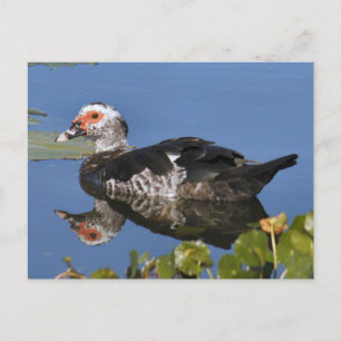 Muscovy Duckフォトポストカード ポストカード