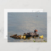 Muscovy Duckフォトポストカード ポストカード (正面/裏面)