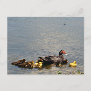 Muscovy Duckフォトポストカード ポストカード