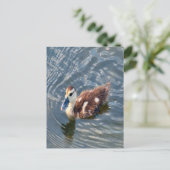 Muscovy Duckling写真 ポストカード (スタンド正面)