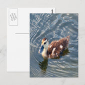 Muscovy Duckling写真 ポストカード (正面/裏面)