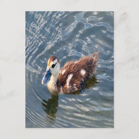 Muscovy Duckling写真 ポストカード (正面)