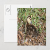 Muscovy Duckling写真 ポストカード (正面/裏面)