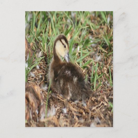 Muscovy Duckling写真 ポストカード (正面)