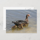 Muscovy Ducksフォトポストカード ポストカード (正面/裏面)