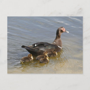 Muscovy Ducksフォトポストカード ポストカード