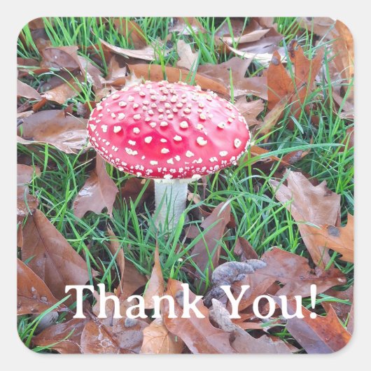 mushroom スクエアシール (正面)