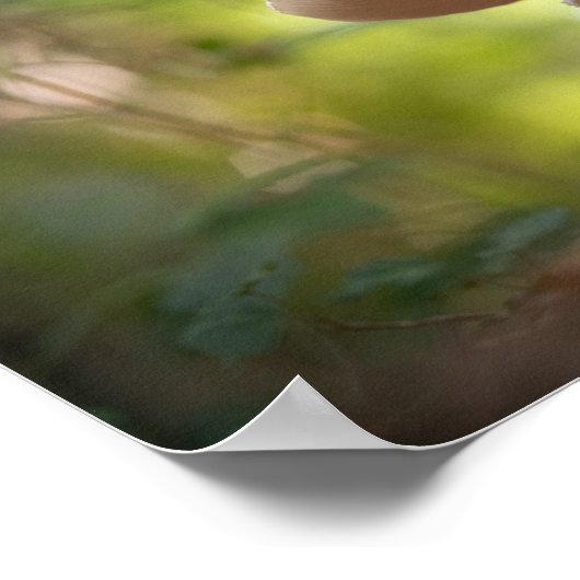 Mushroom Nature Photo ポスター (角)