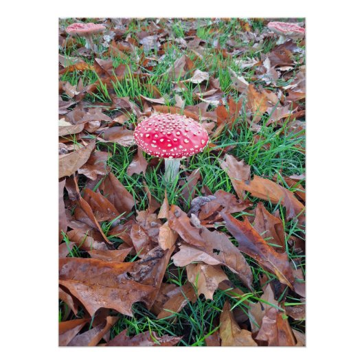 mushroom red with white dots ポスター (正面)