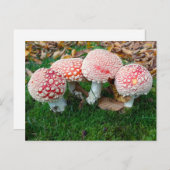 mushroom town ポストカード (正面/裏面)