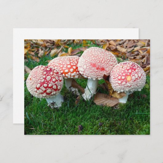 mushroom town ポストカード (正面/裏面)