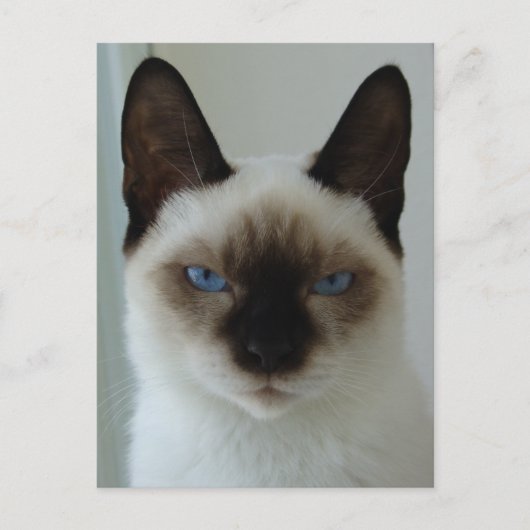 Mushuポストカードのメモリ ポストカード (正面)