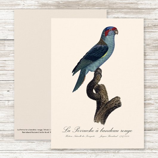 Musk Lorikeet, Trichoglossus Concinnus サンキューカード