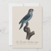 Musk Lorikeet, Trichoglossus Concinnus サンキューカード (正面)