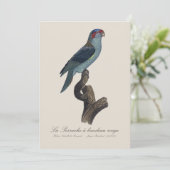 Musk Lorikeet, Trichoglossus Concinnus サンキューカード (スタンド正面)