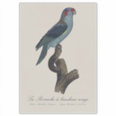 Musk Lorikeet, Trichoglossus Concinnus シール (正面)