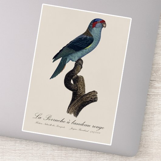 Musk Lorikeet, Trichoglossus Concinnus シール