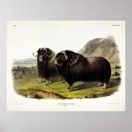 Musk Ox (Ovibos Moschatus) (Muskox)by Audubon ポスター (正面)