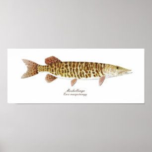 Muskie art poster ポスター